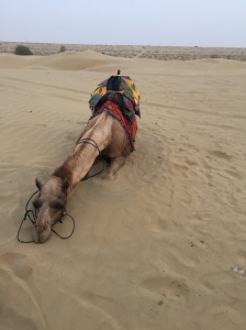 This camel wanted a break. 